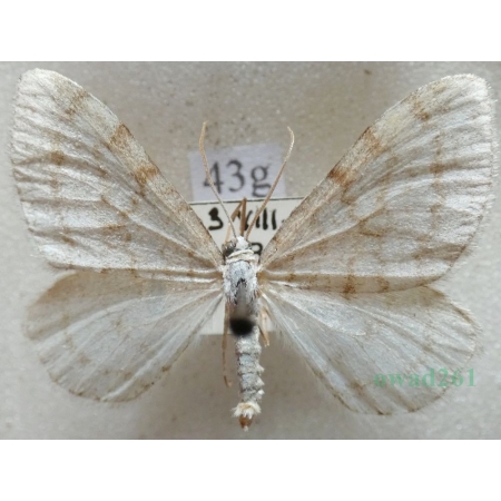 Mesotype verberata (Scopoli, 1763) male Peryzoma żyłkowana Czech43g